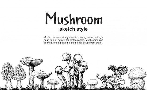 Mushrooms border, hand drawn sketch collection. Mushroom drawing seamless border. Isolated food frame sketch. Champignon, morel, porcini, oyster, chanterelle. For menu, label, product packaging