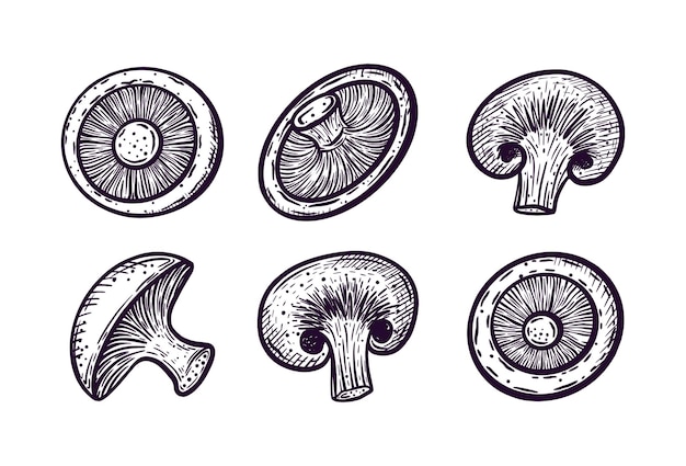 Mushrooms champignons Handdrawn illustration