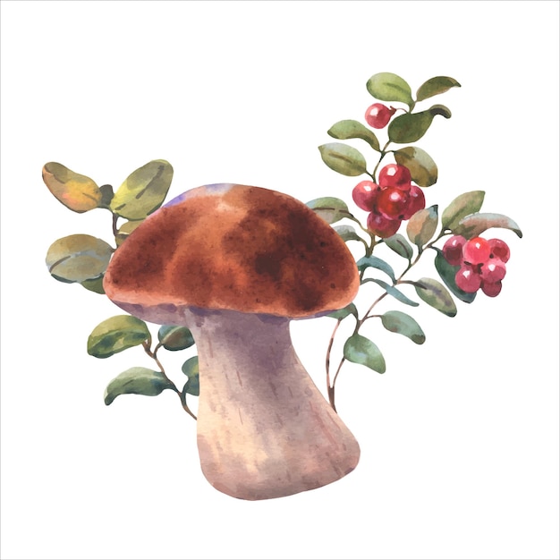 Mushrooms forest boletus with grass and lingonberries Watercolor illustration hand drawn