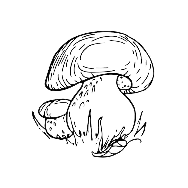 mushrooms Nearby is a large and small Boletus Linear vector illustration for coloring