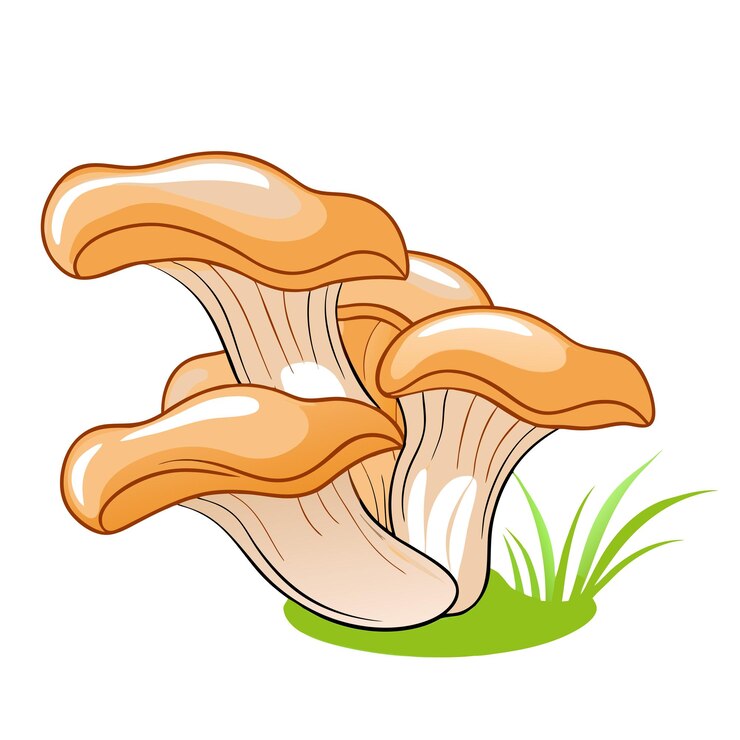 Vector mushrooms oyster surround isolated on white background with grass 6
