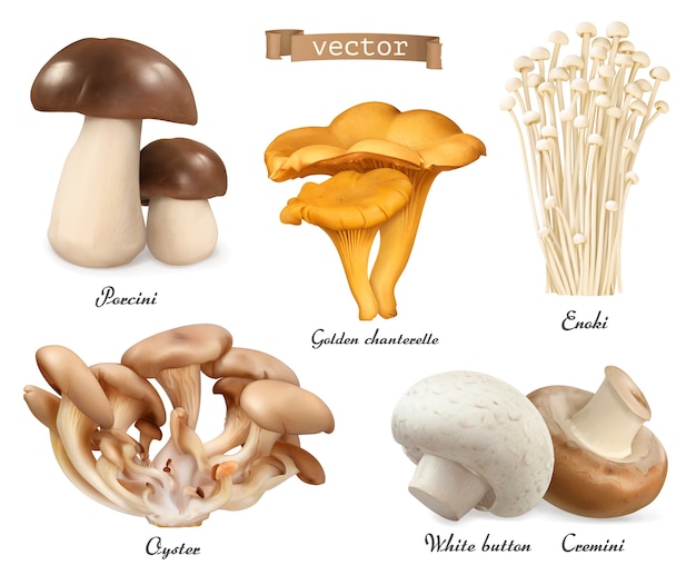 Vector mushrooms realistic illustration set