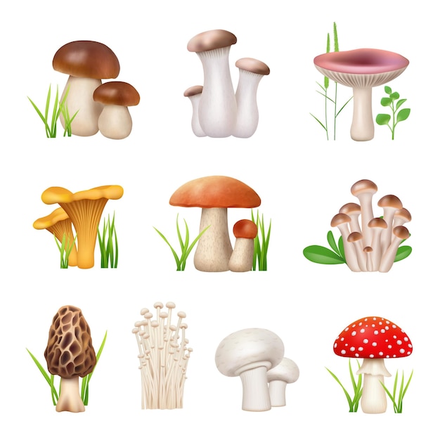 Funghi realistici cibo vegetariano nutrizione funghi finferli prodotti gustosi collezione di funghi vettoriali decenti