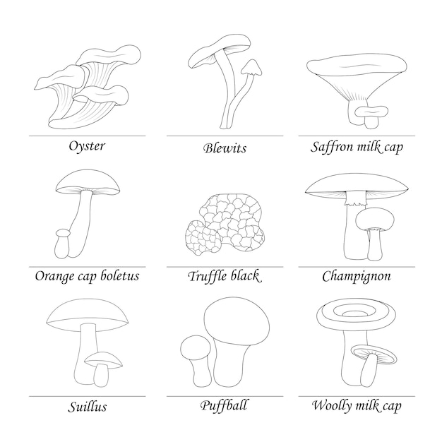 Грибы набор контуров на белом фоне с названием