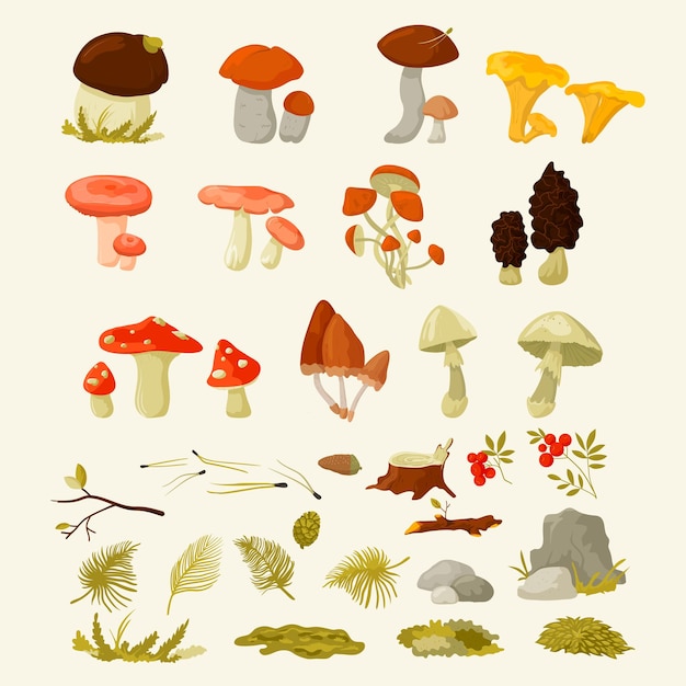 버섯 세트 산림 야생 버섯 종류 독성 및 식용 버섯 Chanterelle Cep Amanita Andmors And Ets