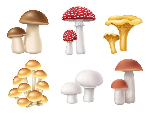 버섯 세트 현실적인 3d 꿀 곰팡이 Boletus Chanterelle Muscaria 비행 Agaric 및 샴피뇽