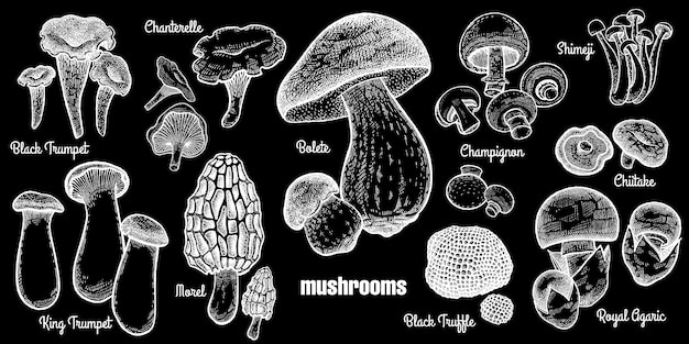 Mushrooms set.