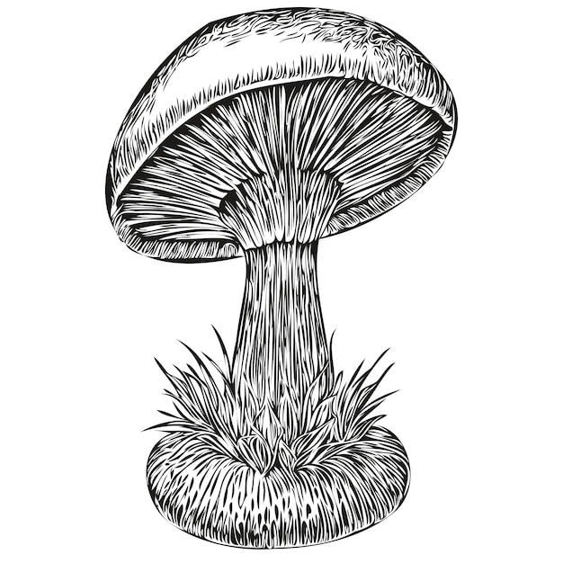 Грибы силуэт персонаж клип арт векторный рисунок черно-белые органические грибы