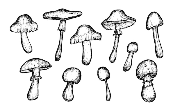 Mushrooms sketches Collection Handdrawn wild food items Outline on white background Vector sketch illustration