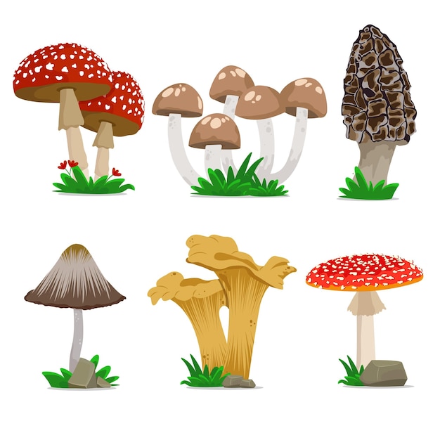 Vector mushrooms vector set flat design