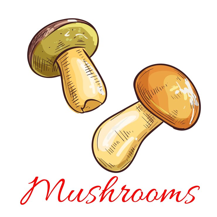 Vector mushrooms vector sketch vegetarian food