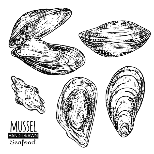 Mussel hand drawn