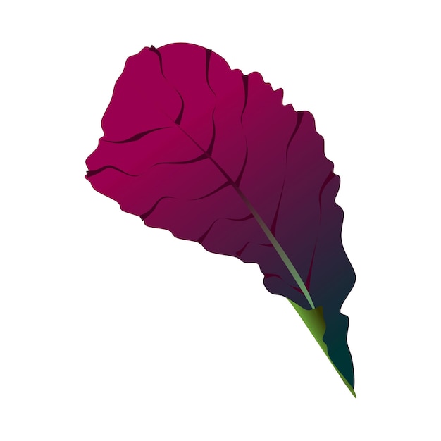 Mustard lettuce leaf, green and burgundy color. Isolated on a white background.