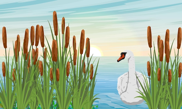 Вектор Лебедь-шипун плывет по озеру берег озера с тростником и рогозом дикие птицы