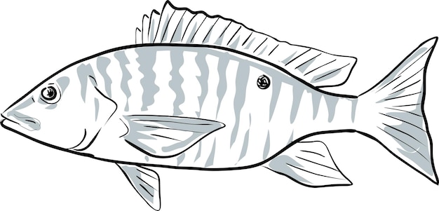 Vector mutton snapper fish gulf of mexico cartoon drawing