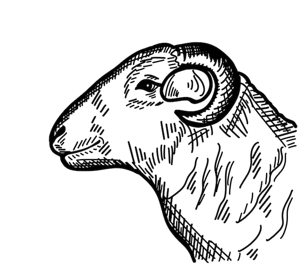 Muzzle of a ram sheep side view.Farming. Livestock logo. Hand drawn sketch. Vector illustration.