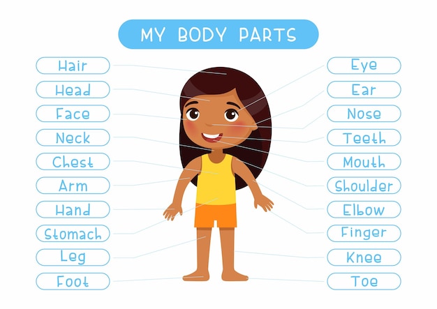 Vector my body parts educational poster for kids classroom cute schoolgirl showing external organs names