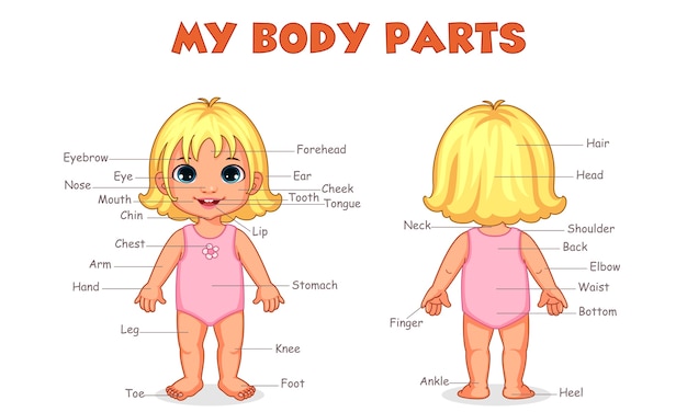 Illustrazione delle parti del mio corpo della ragazzina tagliata per l'apprendimento dei bambini