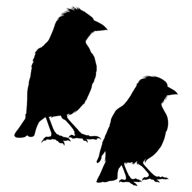 Vector myna silhouette on white