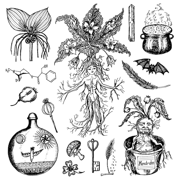 Mythical mandrake plant in vintage style Fantasy magic flower and ingredients for witchcraft Hand drawn engraved old retro sketch Vector illustration