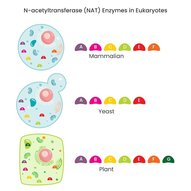 N-acetyltransferase (NAT) enzymactiviteit bij verschillende soorten