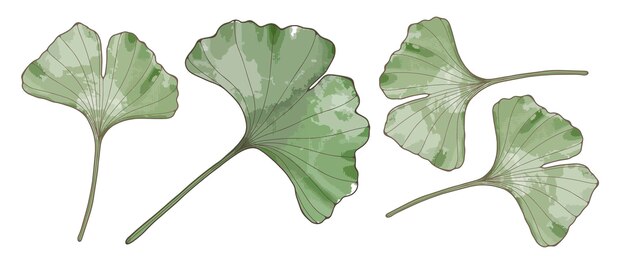Naadloos patroon met groene bladeren van ginkgo biloba op een witte achtergrond Botanische print voor decorbehang omvat achtergronden en presentaties