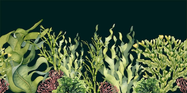 Naadloze bord van groene zee planten aquarel illustratie geïsoleerd op zwart Laminaria zeesalade