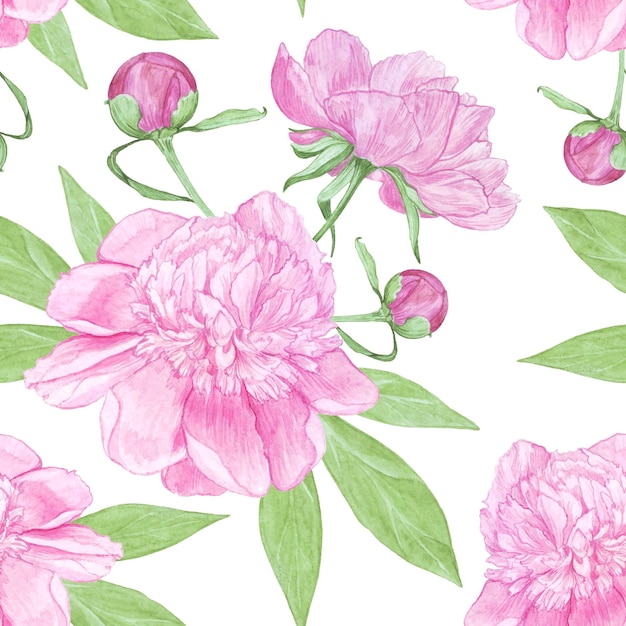 Naadloze patroon roze pioen bloemen in verschillende stadia van bloei geïsoleerd op een witte achtergrond