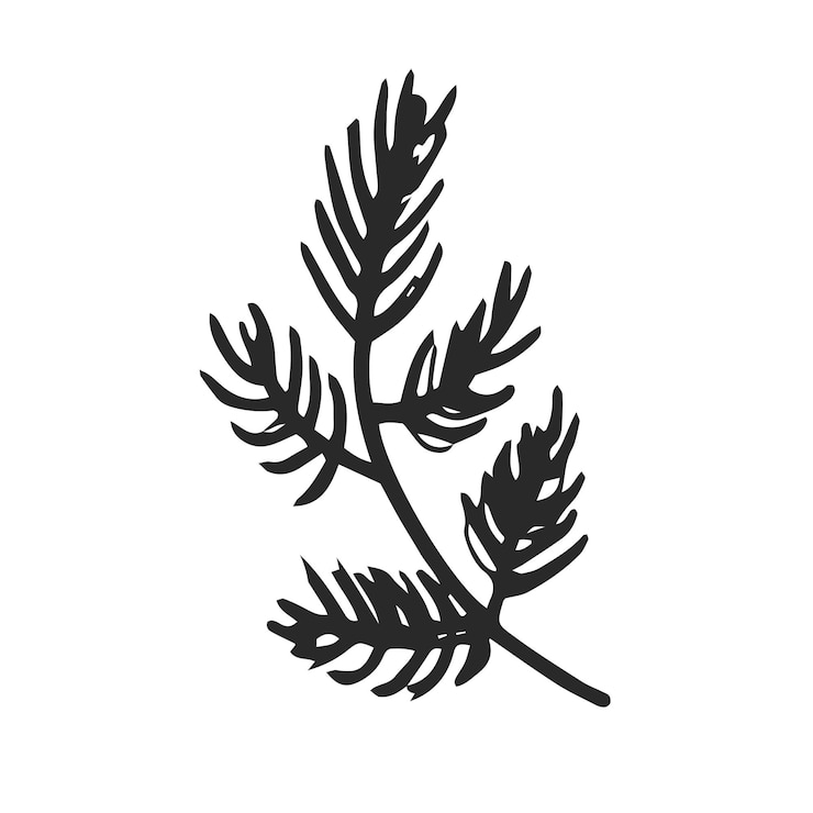 Vector naaldboom tak vector pictogram handgetekende illustratie geïsoleerd op een witte achtergrond