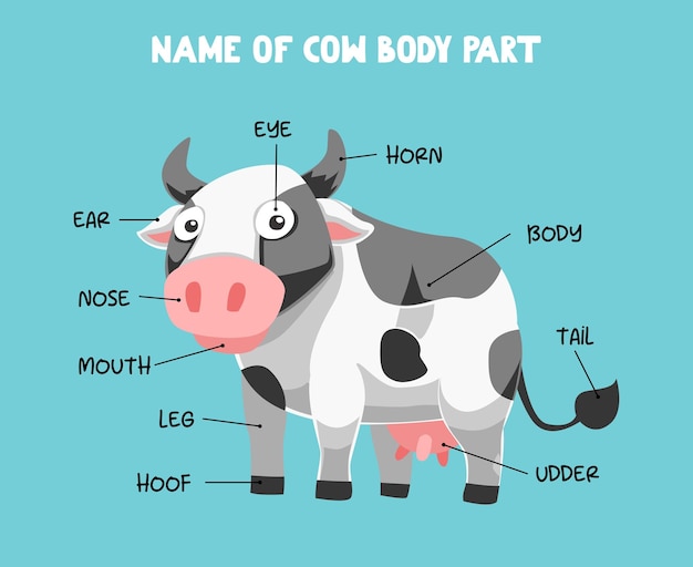 Vector name of cute cartoon cow body part for kids in english