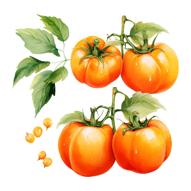 Naranjilla watercolor clipart white background