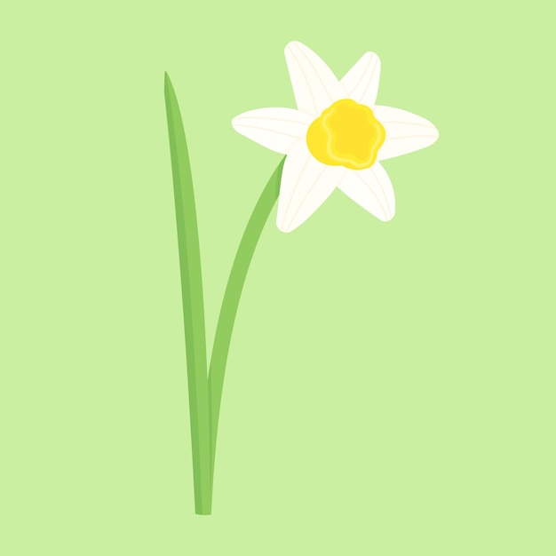 Narcis witte bloem op een groene achtergrond Geïsoleerde lente vector illustratie