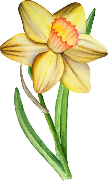 Narcissen aquarel