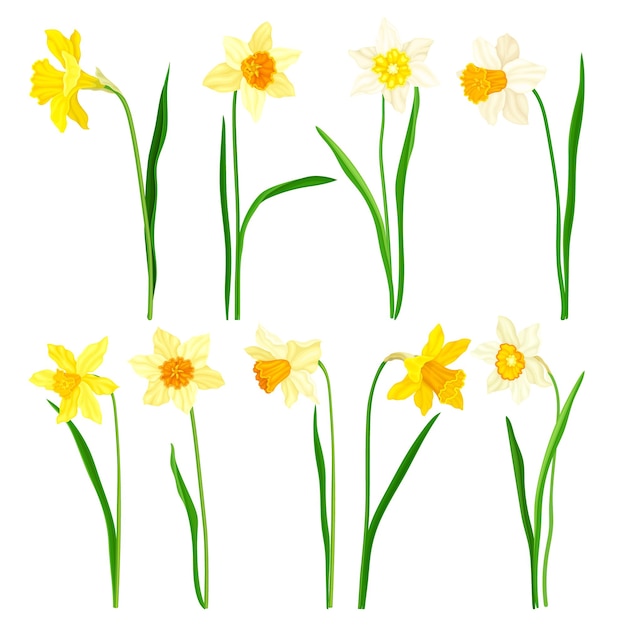 narcissus as spring flowering perennial plant with white and yellow flowers and leafless flower stem vector set