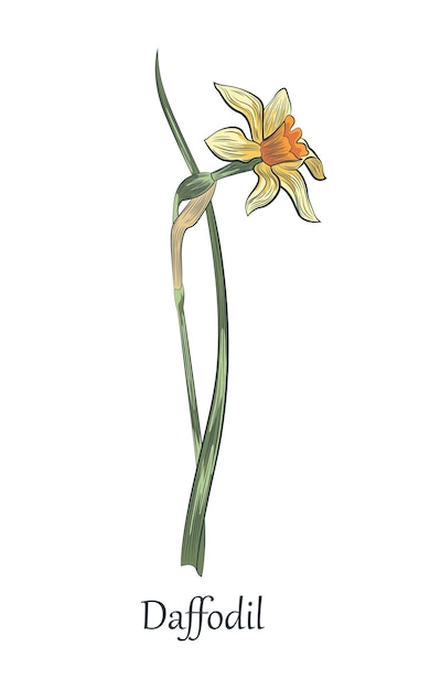 Narcissus daffodil bloem met bladeren goed voor posters t-shirts ansichtkaarten boodschappentassen vector hand tekenen cartoon afbeelding