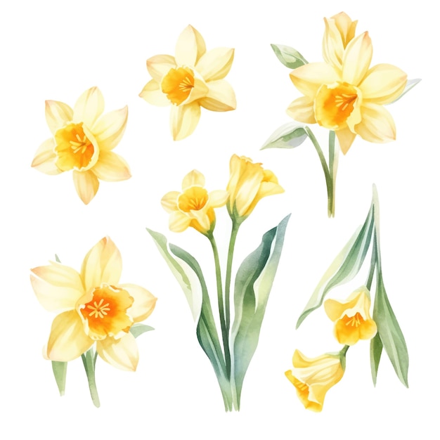 Vector narcissus or daffodils watercolor flowers and leaf assortment vector set