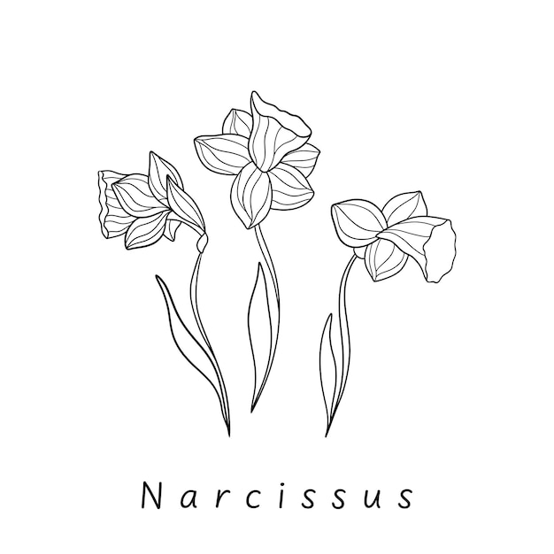 Narcissus floral botanical flower Black and white ink art Isolated illustration element on white