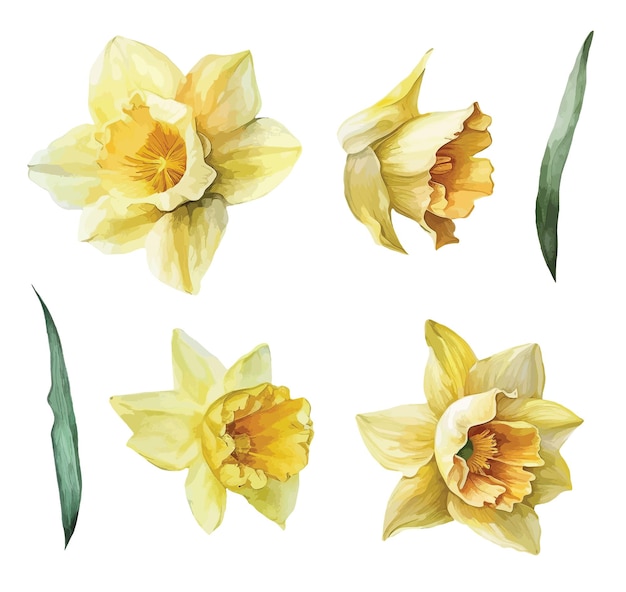 Narcissus flower clipart isolated vector illustration