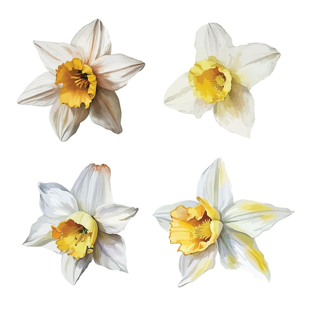 Narcissus flower clipart isolated vector illustration