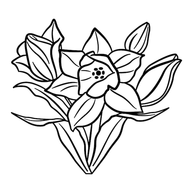 Vector narcissus flowers for coloring