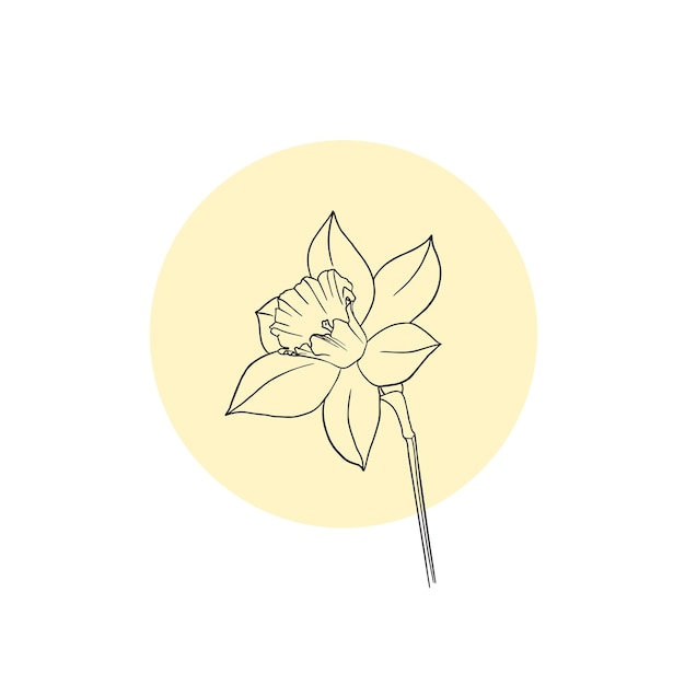 Narcissus vector lijn print Flower Botanical Herbarium