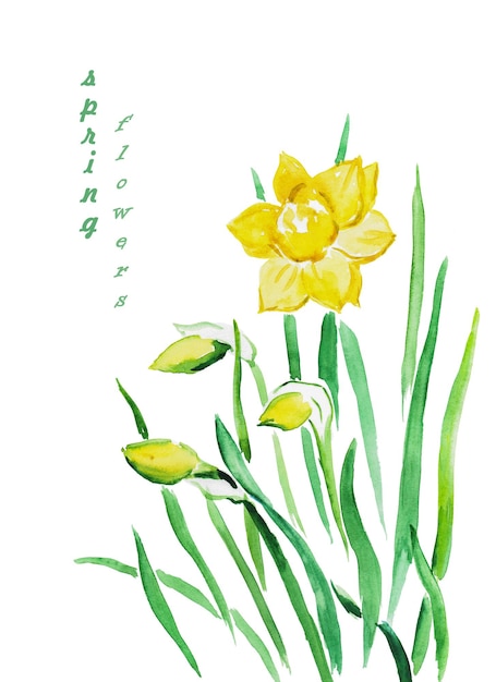 Vector narcissus, yellow flowers, narcissus watercolor  illustration, bouquet of narcissus, spring flowers