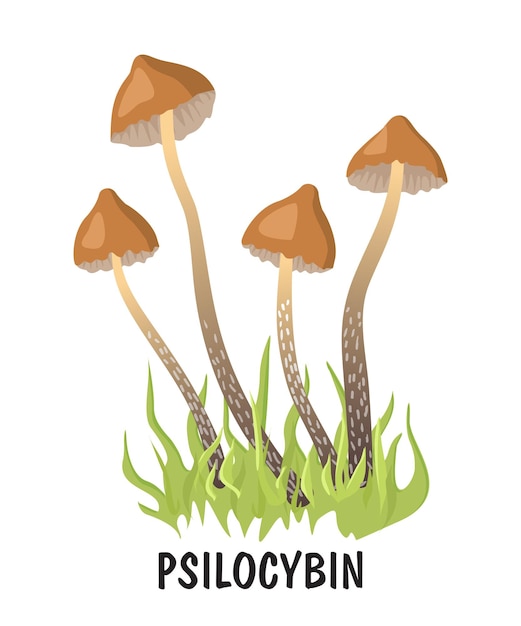 마약 환각 버섯 Psilocybin 색상 Psilocybin 환각 마법의 버섯