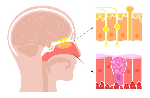 Anatomia della cavità nasale