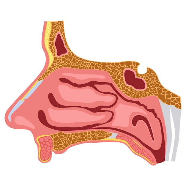 Vettore illustrazione dettagliata del diagramma vettoriale della cavità nasale per lo studio medico e la formazione dei medici isolata