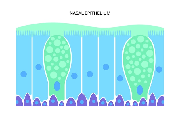 Epitelio nasale