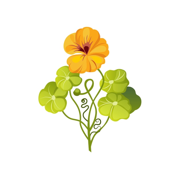 Nasturtium Wild Flower Hand Drawn Detailed Illustration