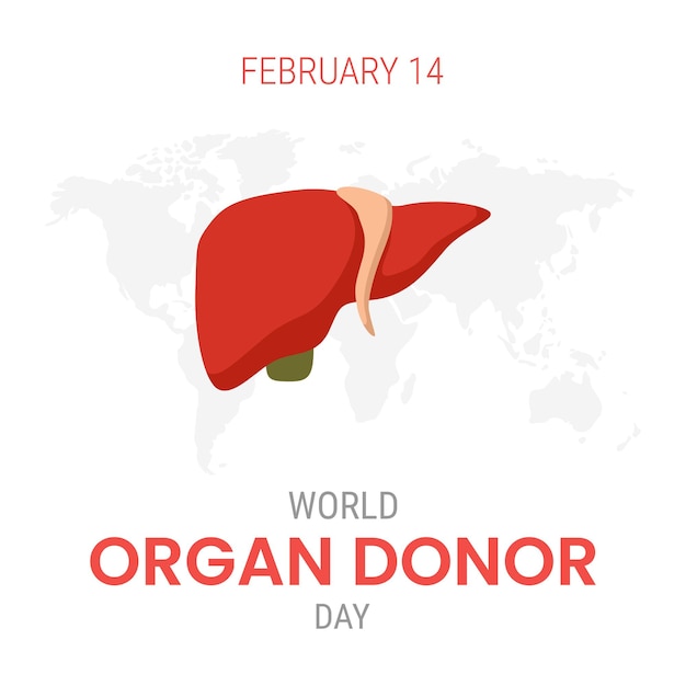 Vector national organ donor day with liver