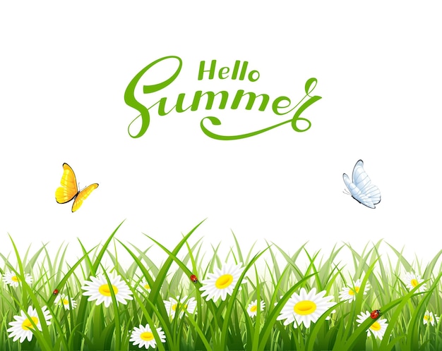 Natural background with grass flowers and flying butterflies text hello summer on white background illustration