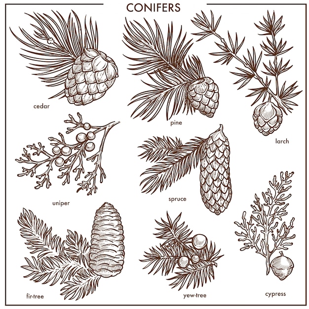 Vector natural conifers small branches isolated monochrome illustrations set